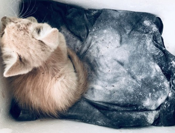 滅動(dòng)物體表寄生蟲(chóng)